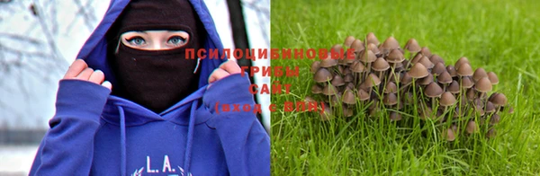 амф Новозыбков